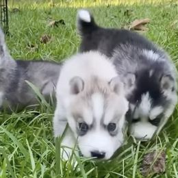 Siberian Huskies from Husky Pups Atlanta