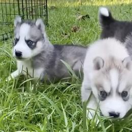 Siberian Huskies from Husky Pups Atlanta