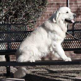 Golden Retriever All Grown Up from White Sand Golden Retrievers