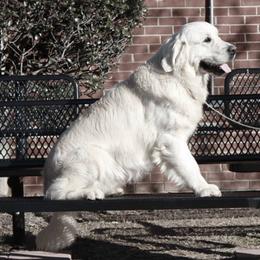 Golden Retriever All Grown Up from White Sand Golden Retrievers