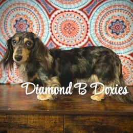 Dottie - Dachshund