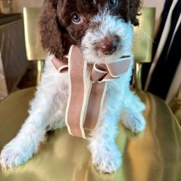 Maroon - Brown and white female Bernedoodle puppy in Curtice, Ohio from The Pink Doghouse