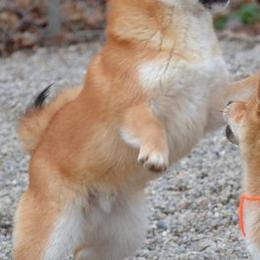 Shiba Inu and Yorkshire Terrier Puppies from Royal Kennels