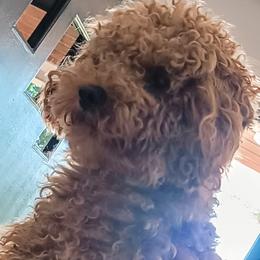 Tracey - Poodle