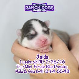 Jaida - Blue female Pomsky puppy in Humeston, Iowa from M.A.R. Dogs