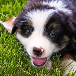 Miniature American Shepherd and Miniature Australian Shepherd Puppies from Bellewynd Acres