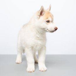 Edmund - Red and white male Siberian Husky puppy in Meadow Vista, California from Thistle Hill Siberians