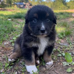 Carl - Black tri-color male Australian Shepherd puppy in Scottsville, Virginia from Cedar Creek Aussies