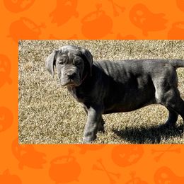 Lynn - Blue female Neapolitan Mastiff puppy in Canyon, Texas from Mastini Della Forte