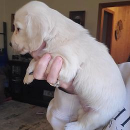 Dachshund Puppies from Pure Joy Dachshunds