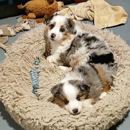 Miniature Australian Shepherd and Toy Australian Shepherd Puppies from Son Shine Farm