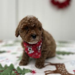 Arlo - Red  male Goldendoodle puppy in Apopka, Florida from Rae Precious Puppies