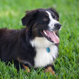 Jack - Australian Shepherd