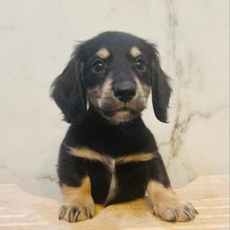 Rory - Black and cream male Dachshund puppy in Altus, Oklahoma from Johnson Prairie Pups