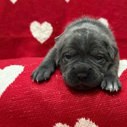 Comet - Gray female Cane Corso puppy in Utah from 3Lake Kennelz
