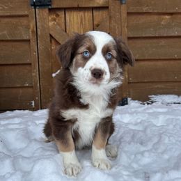 Zuma - Red tri male Miniature Australian Shepherd puppy in Cumberland, Wisconsin from Homestead Doxies & Shepherds LLC