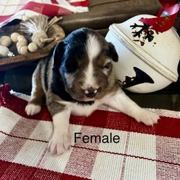 Cupid - Blue merle female Australian Shepherd puppy in Kaufman, Texas from Martin's Star Ranch Aussies