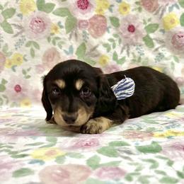Saint - 2700- traveling to North Carolina for delivery - Cream male Dachshund puppy in Biloxi, Mississippi from Southern Doxies Ms
