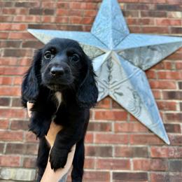 Bento - Black male Dachshund puppy in Westport, Kentucky from Lonestar Creek Farm