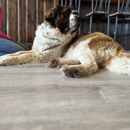 Aussiedoodle, Goldendoodle, Poodle, Saint Berdoodle, Saint Bernard, and Sheepadoodle All Grown Up from Rocky Ridge Ranch