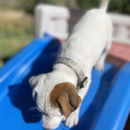 Jack Russell Terrier Puppies from Fair Dinkum Jack Russell Terriers