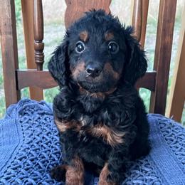 Romeo - Tri-color male Bernedoodle puppy in Caldwell, Idaho from Treasure Valley Poodles