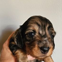 ROSALEE - Dapple female Dachshund puppy in El Paso, Texas from Mells Weenies