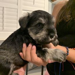Miniature Schnauzer Puppies from Dirty Beard Mini Schnauzers