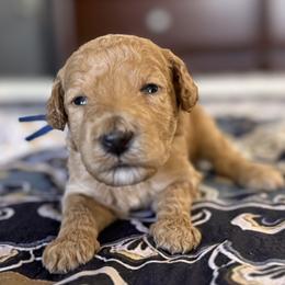 Mr Blue Collar - Apricot male Poodle puppy in Screven, Georgia from Dreamland Standard Poodles
