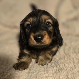 Max - Red male Dachshund puppy in Lucedale, Mississippi from Hopper Road Miniature Dachshunds