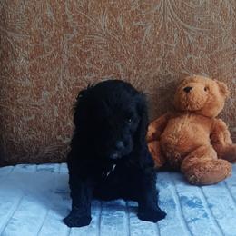 Madonna - Black and white female Bernedoodle puppy in Coventry, Rhode Island from Greene Tree Bernadoodle