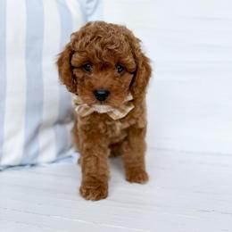 Rye - Tan collar boy - Red male Cavapoo puppy in Melbourne, Florida from Space Coast Doodle Co.