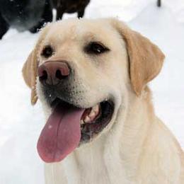 Labrador Retrievers from Labs by the Lake, LLC