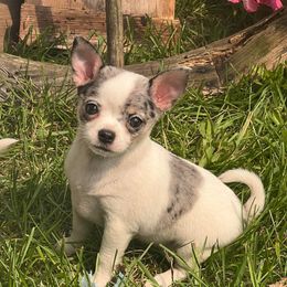 Chihuahua and Pomeranian Puppies from Lil'Fevre Chihuahuas