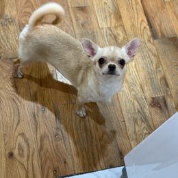 Stephanie Fawn Smooth Coat - Fawn female Chihuahua puppy in Brooklyn, New York from Cuties 4 You