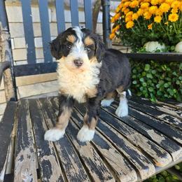 Lily - Tri-color female Bernedoodle puppy in Holtwood, Pennsylvania from Country Ridge Puppies