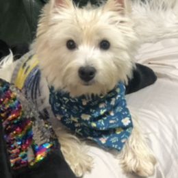 Daisy - West Highland White Terrier