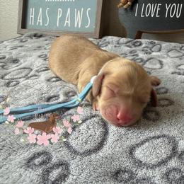 Sunny - Cream male Dachshund puppy in Pope, Mississippi from Anna’s Mini Doxies