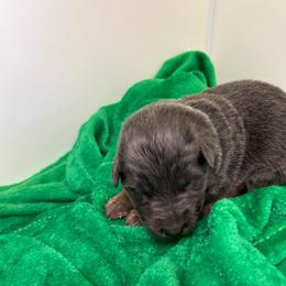 Puppy 4 - Black and tan female German Shepherd puppy in Grand Rivers, Kentucky from Von Frieden German Shepherds LLC
