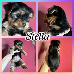 Stella - Black and tan female Yorkshire Terrier puppy in London, Kentucky from Soto Yorkies