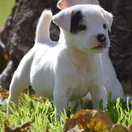 Parson Russell Terrier puppies from Wendover Terriers