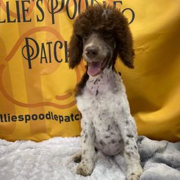 Poodle Puppies from Shellie’s Poodle Patch