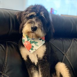 Bernedoodles and Goldendoodles from Doodle My Heart
