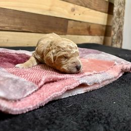 Aussiedoodle Puppies from Scruffypups