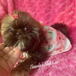 Latte- See video - Liver female Shih Tzu puppy in Manteca, California from Beauty's Shih Tzu (California)