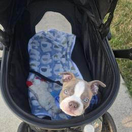 Boston Terrier Puppies from Boston Kup Breeders