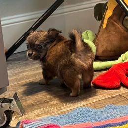 Fawn and tan price: 5,200 - Fawn male Chihuahua puppy in Summerfield, Florida from Uey’s Chihuahuas
