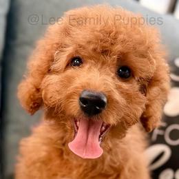 Miniature-purple collar - Red  female Goldendoodle puppy in Tennessee from Lee Family Puppies