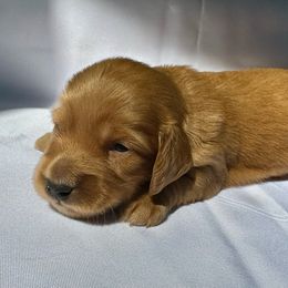 Liam - Dachshund puppy from Farmhouse Dachshunds