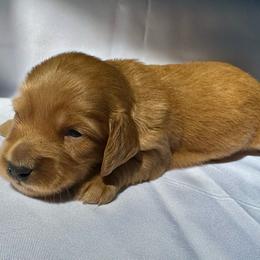 Liam - Dachshund puppy from Farmhouse Dachshunds